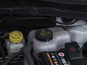 2020260TGI ԄTrophy Plus L2+ 