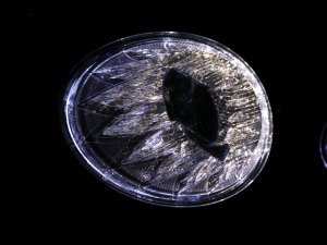 20206.0T W12 (bio)(zhn) 