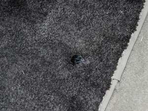 2014Ĵ 3.0 V6 SC HSE Luxury g