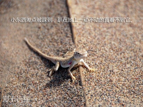 路虎发现24小时 拉萨-敦煌