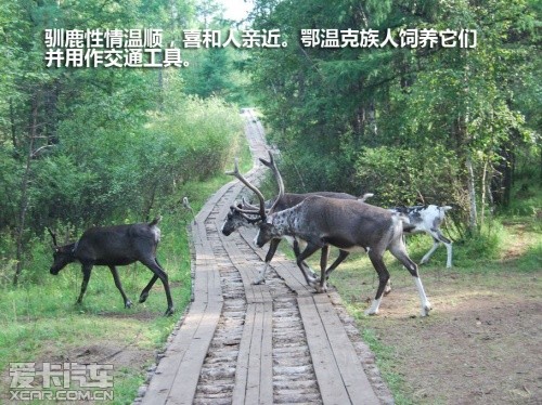 东风日产 2011款楼兰