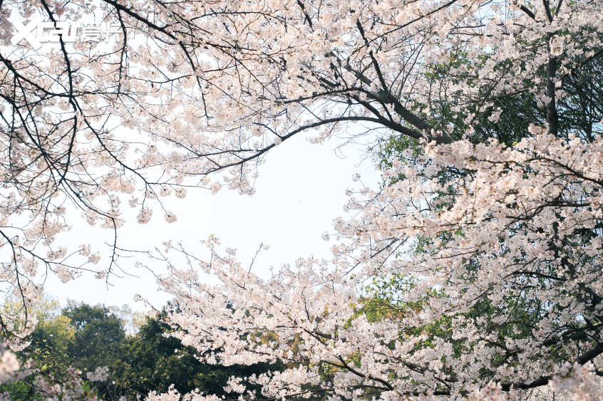 樱花与喜悦