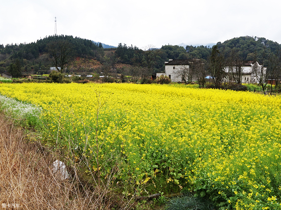 花田邂逅遠(yuǎn)景SUV