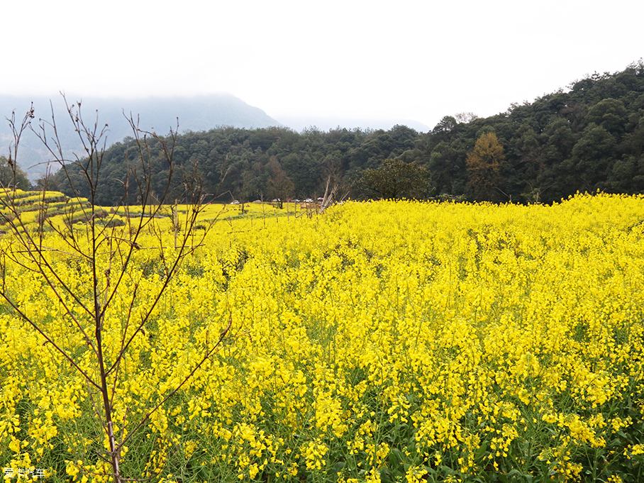 花田邂逅远景SUV