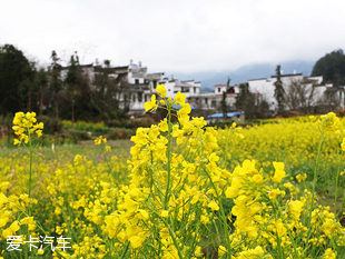 花田邂逅遠(yuǎn)景SUV