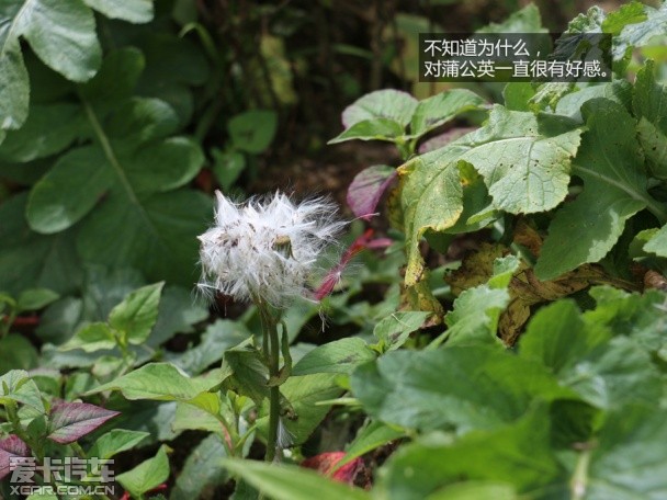 上海大众斯柯达2015款明锐