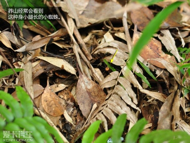 上海大众斯柯达2015款明锐