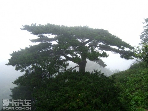 华夏文明探访之旅 爱卡旅行社黄山之行