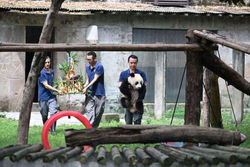 开启“源”分！长安汽车正式认养网红大熊猫莽灿灿