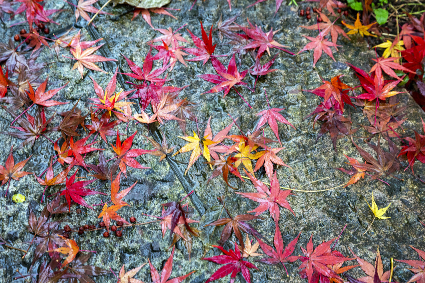最美枫叶遇上徽派建筑，在这里寻一份悠然于心