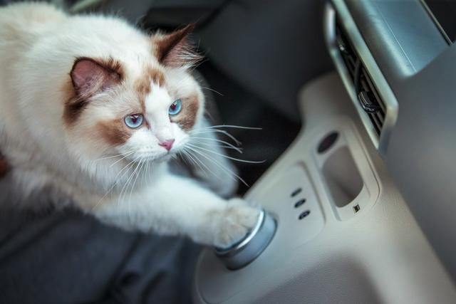 不管黑猫白猫，能让大家喜爱的就是“好猫”