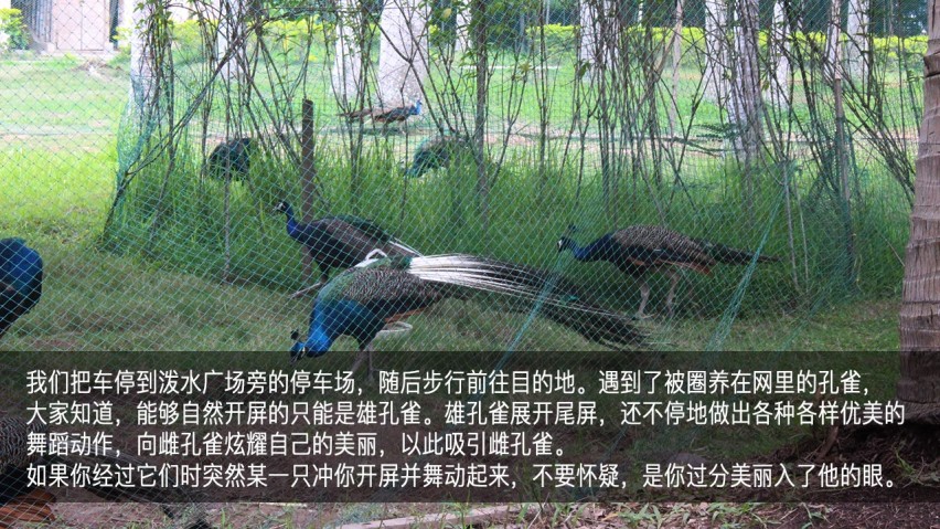 吉利幸福花田测和初恋的夏天—彩云之南西双版纳