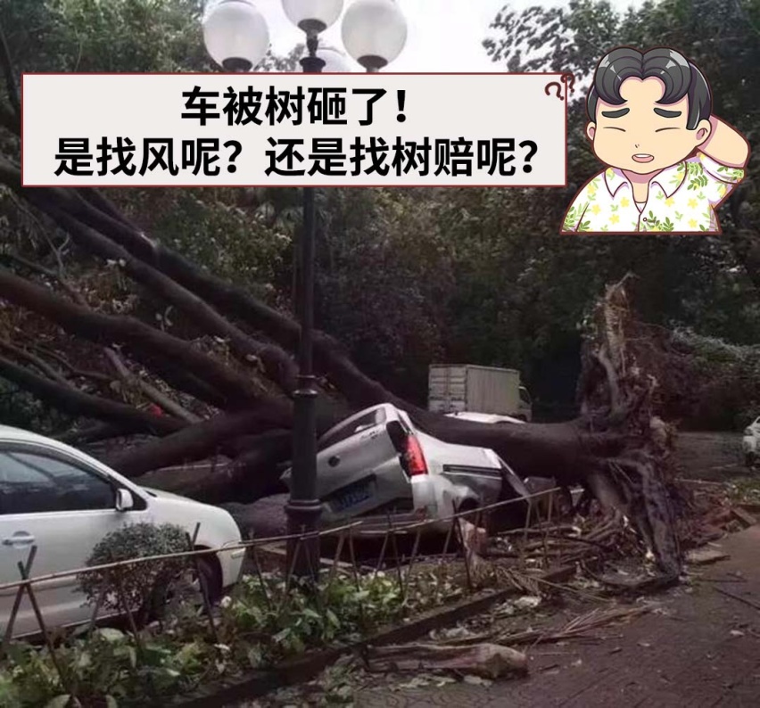 大风刮倒了树，树砸了车，该找谁赔？