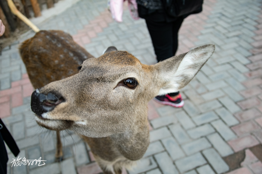 【旅途日记】“玩转帝都”——北京野生动物园自驾篇