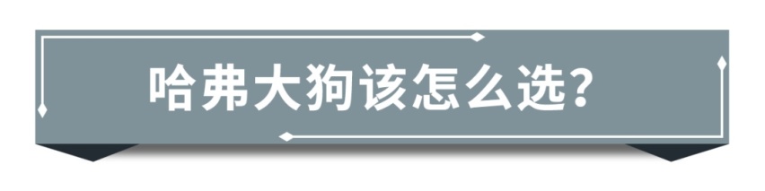 售价11.99-14.29万元,哈弗大狗潮玩新座驾正式上市