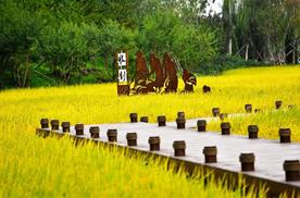 稻米之路，对亚洲意味着什么？|中国自驾地理