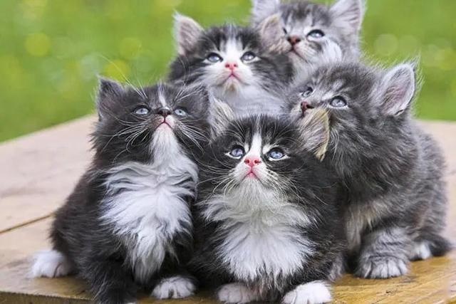 白猫黑猫之后，欧拉“好猫”又来了：蛙眼大灯保时捷附体