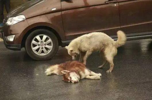 正常行驶撞死窜出的宠物怎么判？交警：没违规，宠物主人全责