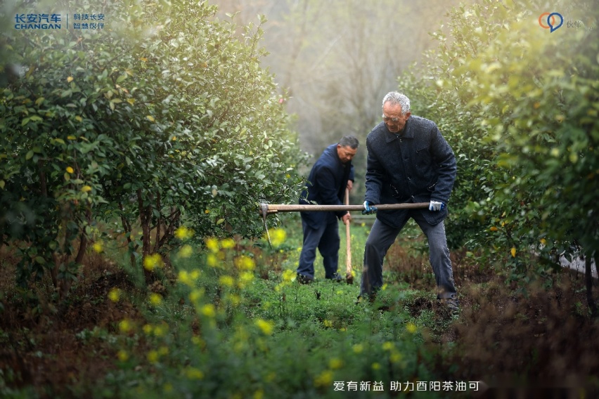 让茶油一路飘香，长安汽车帮扶铺就乡村振兴“共富”路