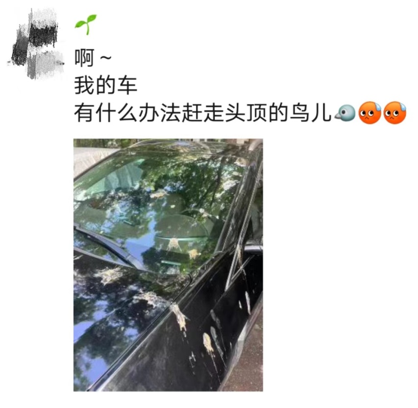 智博士小课堂|鸟粪对汽车漆面伤害很大，车主需谨慎对待