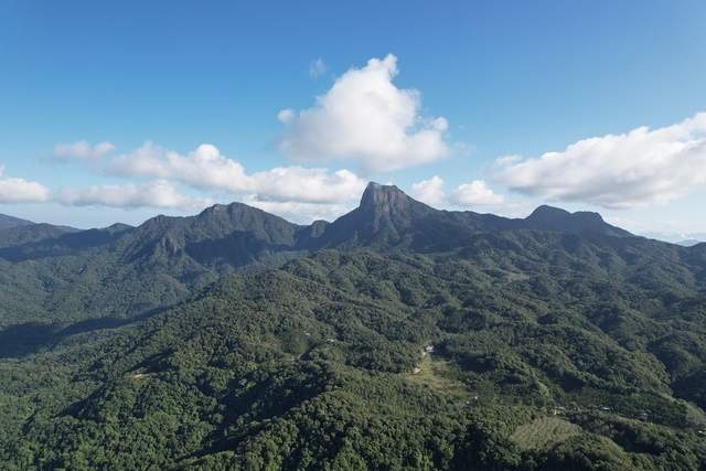 梅赛德斯-奔驰星愿基金开启“保护热带雨林生物多样性行动”