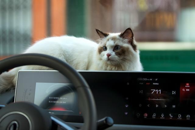 不管黑猫白猫，能让大家喜爱的就是“好猫”
