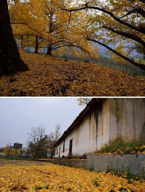 【秋游自驾计划】周末就出发，这里居然是广西最美的秋天！！