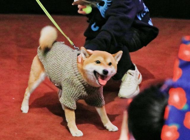 《宠爱》路演 男主角小H探班张子枫 亲密合照