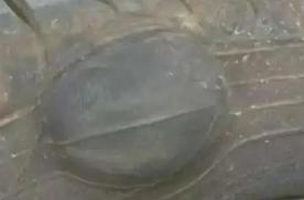 轮胎鼓包了可以修复吗