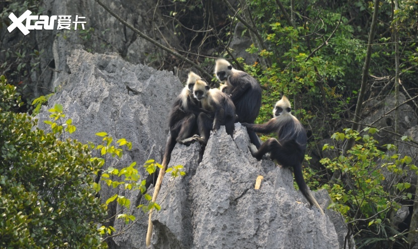 跟随艾瑞泽gx pro探寻白头叶猴的神秘王国1白头叶猴的奇遇