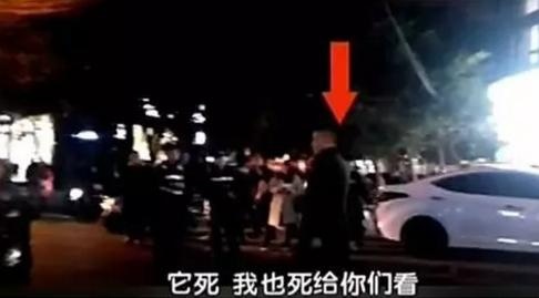 正常行驶撞死窜出的宠物怎么判？交警：没违规，宠物主人全责