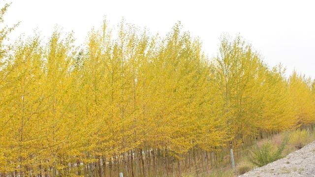 不走捷径 遇见美好 | 近3000公里旅程，捷达VS7轻松玩