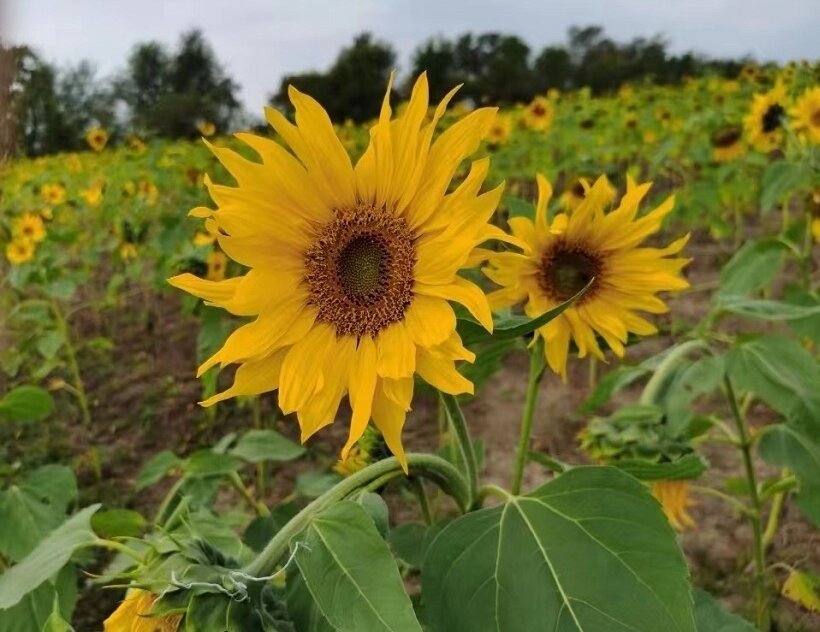 绚丽春日 和好看好开好坐的全新缤智一起追花