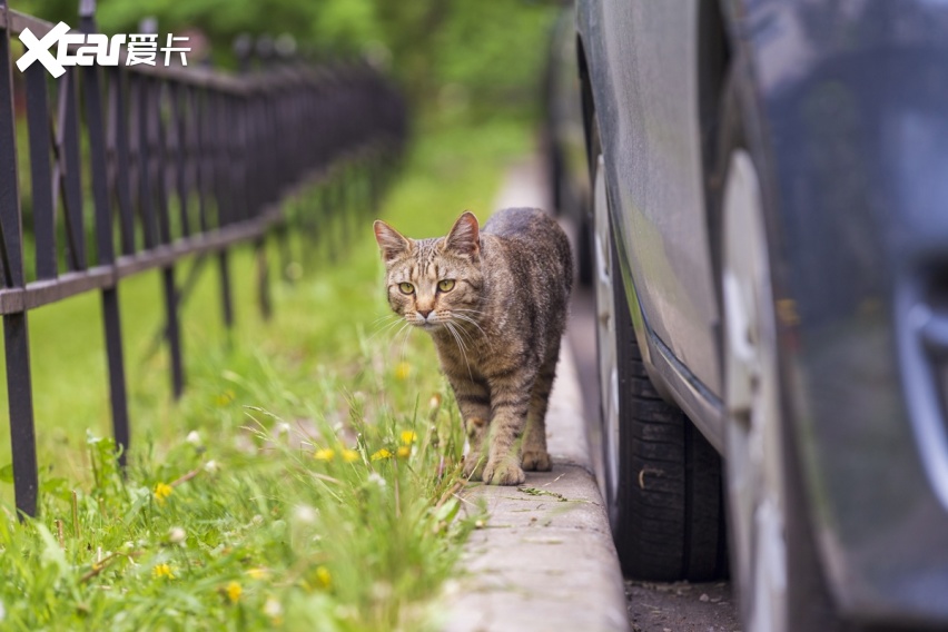 为什么路上被压的猫比狗多：狗能沟通，猫是真不要命！