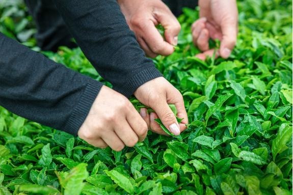 当汽车遇上红茶，会发生怎样奇妙的化学反应？