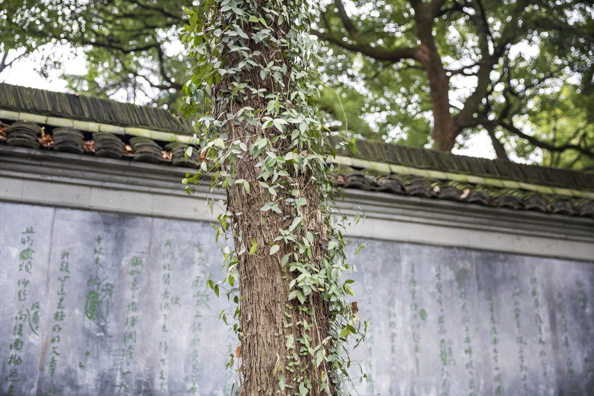 最美枫叶遇上徽派建筑，在这里寻一份悠然于心