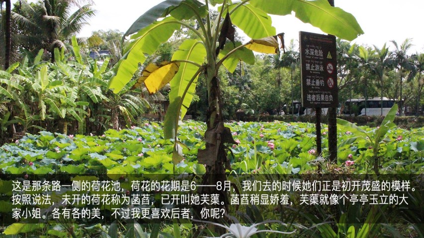 吉利幸福花田测和初恋的夏天—彩云之南西双版纳