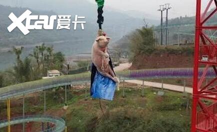 绑猪蹦极景区致歉 开业用猪吸引眼球完后送屠宰场引发网友热议