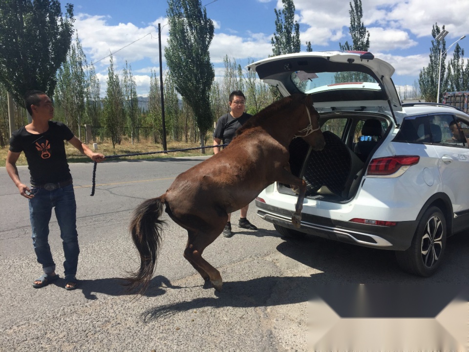 车主suv运输马匹,端午返京被查,竟是价值千万的"汗血宝马"