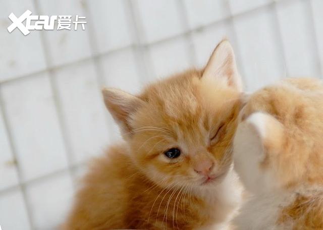 全国人大代表陈玮 建议制定法律禁止所有人虐待 食用猫狗 爱卡汽车爱咖号