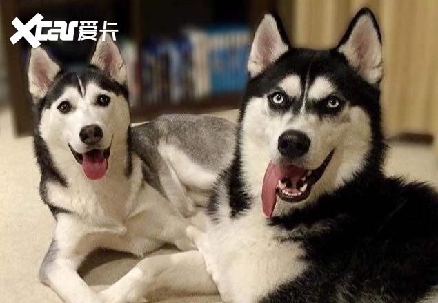 哈弗新车系就叫大狗，看注册商标感觉在下一盘大棋