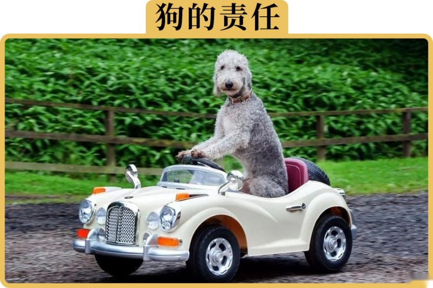 开车时撞死宠物狗，责任到底算谁的