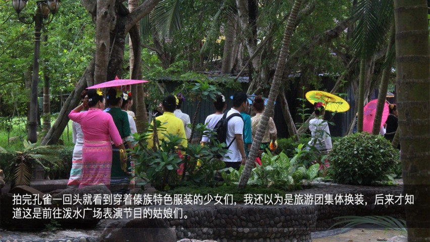 吉利幸福花田测和初恋的夏天—彩云之南西双版纳