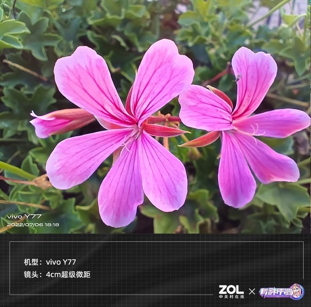 【有料评测】vivo Y77评测：80W快充的千元机体验如何？