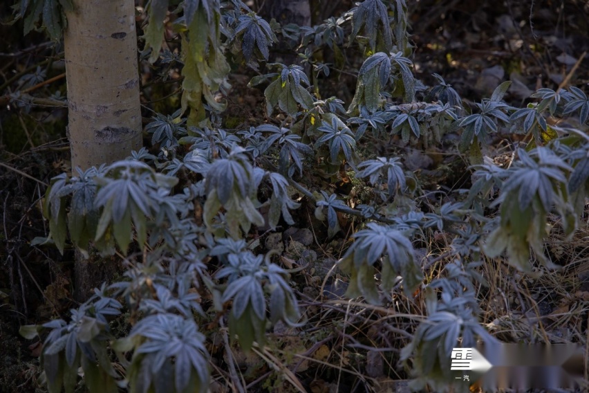 雪山觅境 2021年一汽丰田生物多样性守护者行动圆满完成