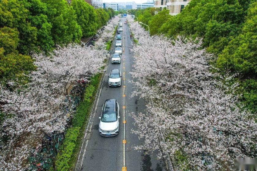 甄选致美 春遇樱花 “踏万途 巡万春”一汽-大众武汉樱花节
