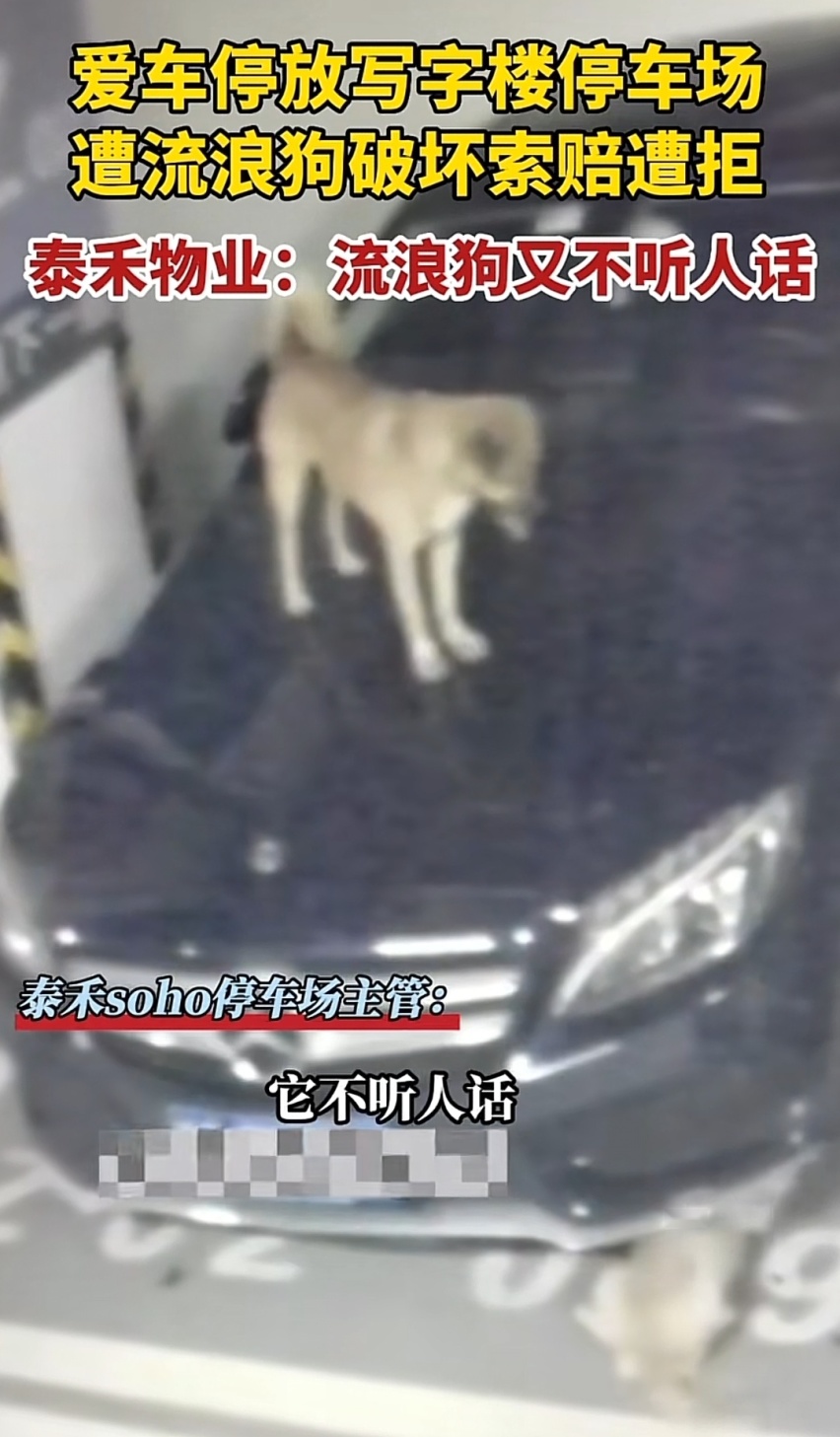 福州一豪车在停车场被狗抓花，是狗主人赔还是物业赔？