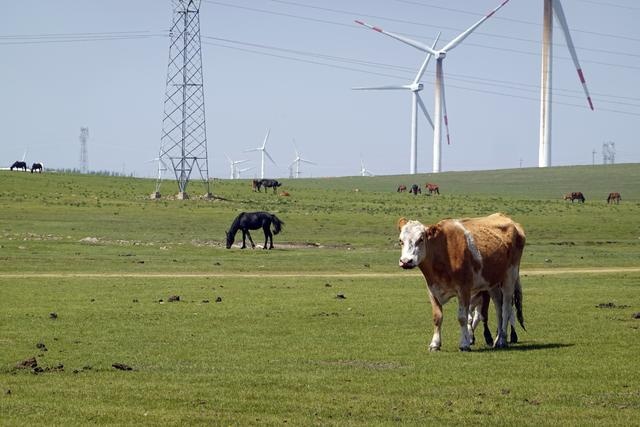 穿越那日思太林场，体验2024款哈弗大狗的能力