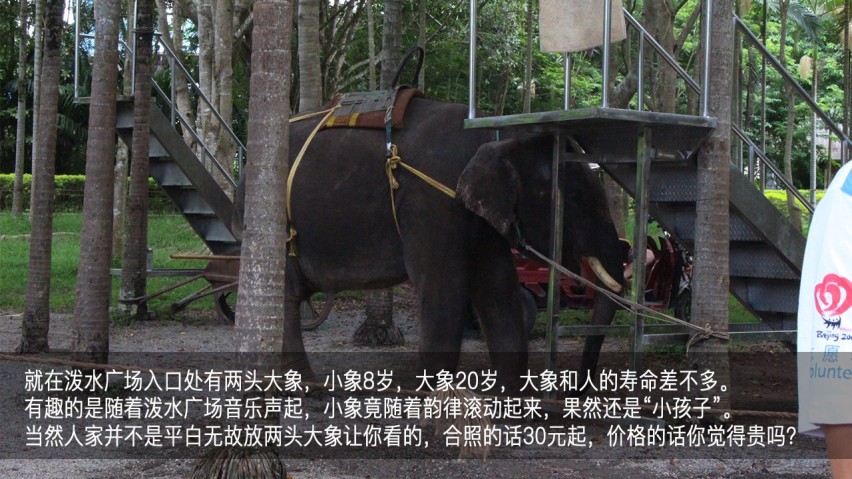 吉利幸福花田测和初恋的夏天—彩云之南西双版纳