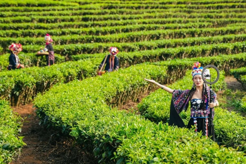西双版纳“炮茶之旅”,一场古茶之王和皮卡之王的相遇